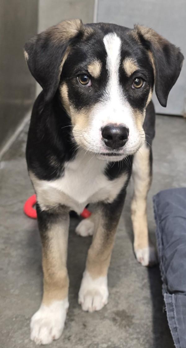 Duke, Adoptable, Puppy Male Border Collie.