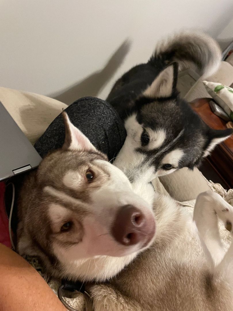 Hugo, an adoptable Siberian Husky in Sumter, SC, 29154 | Photo Image 3
