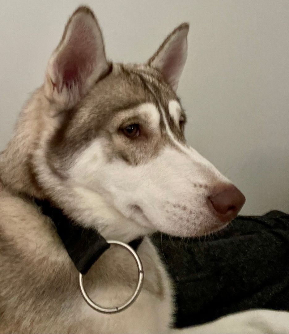 Hugo, an adoptable Siberian Husky in Sumter, SC, 29154 | Photo Image 5