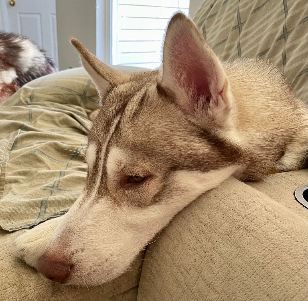 Hugo, an adoptable Siberian Husky in Sumter, SC, 29154 | Photo Image 1