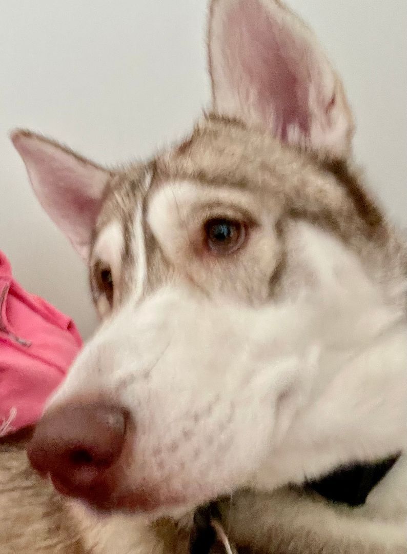 Hugo, an adoptable Siberian Husky in Sumter, SC, 29154 | Photo Image 4