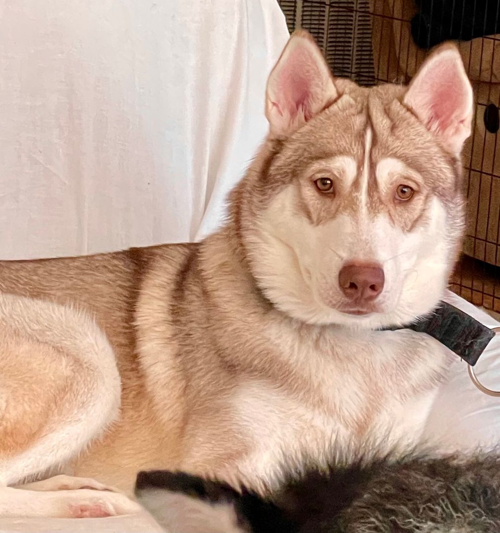 Hugo, an adoptable Siberian Husky in Sumter, SC, 29154 | Photo Image 2
