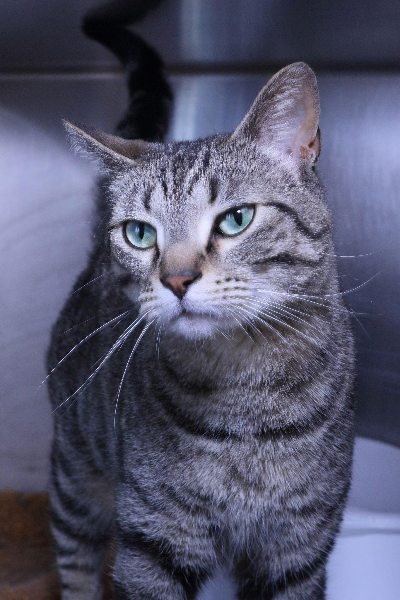 Milo, Adopted, Adult Male Tiger & Domestic Short Hair.