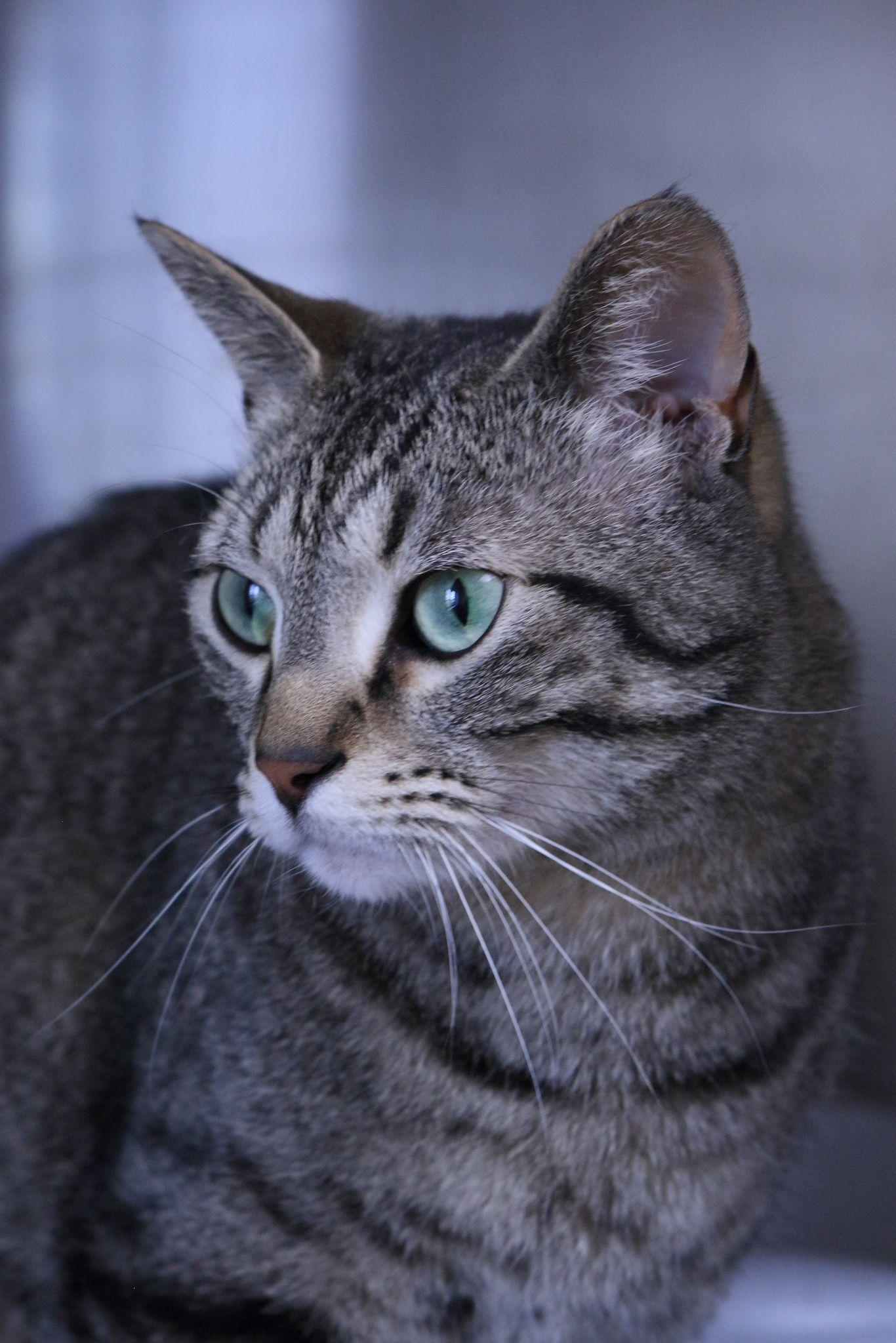 Enlarge Milo, a Adopted mixed breed in Austin, MN image 2/3