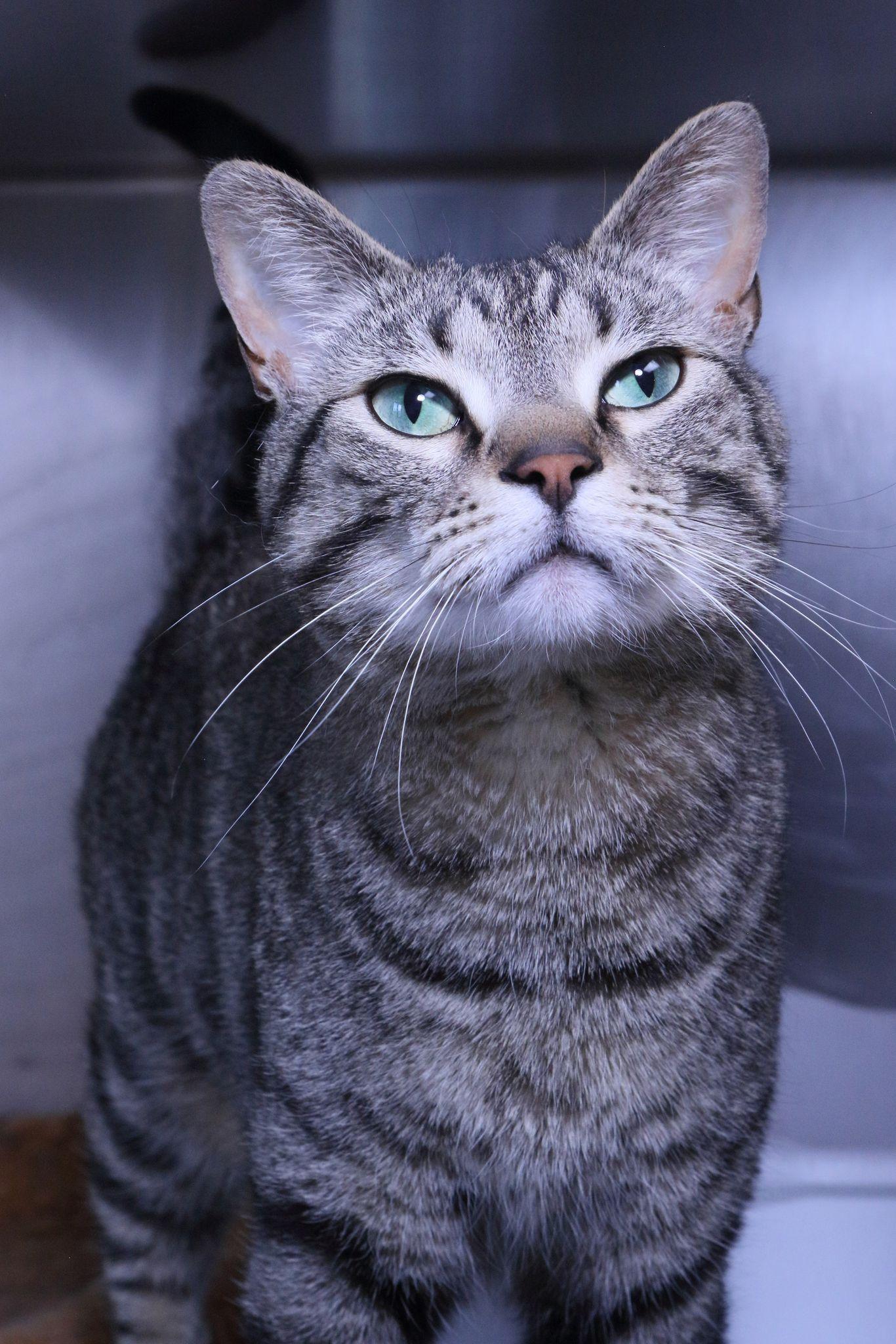 Enlarge Milo, a Adopted mixed breed in Austin, MN image 3/3