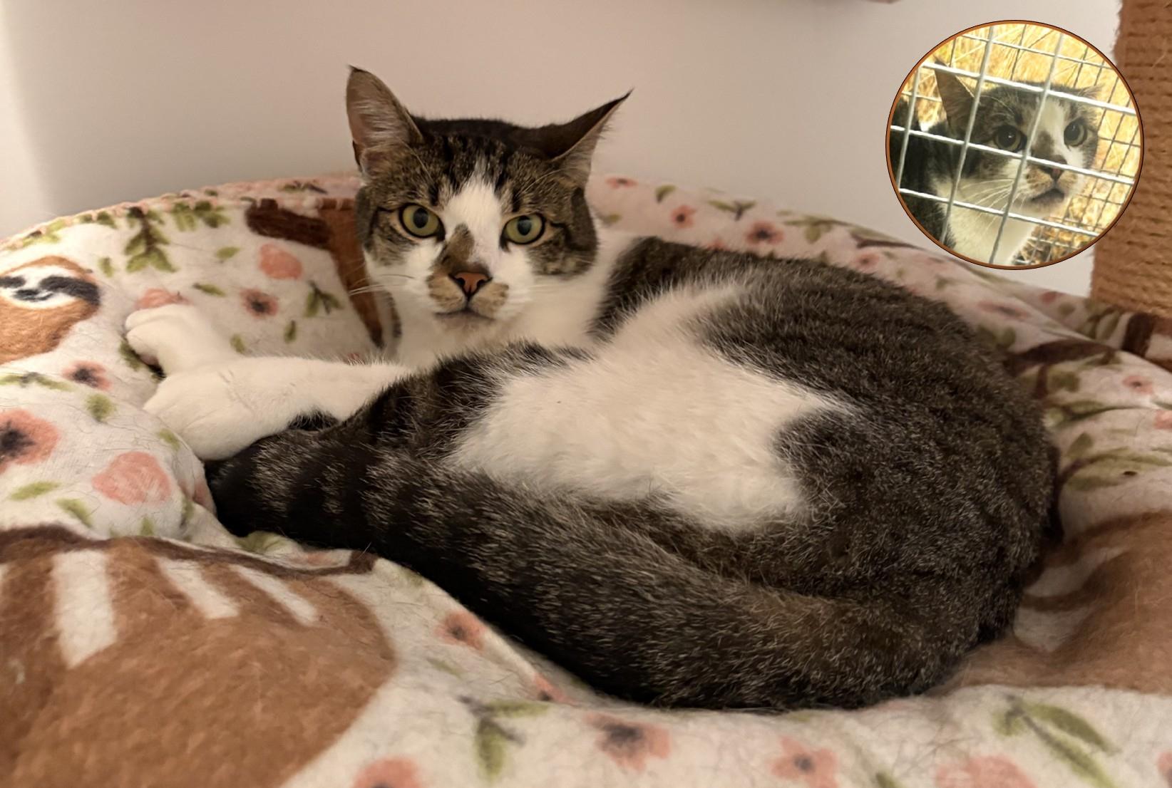 RHODES, ADOPTABLE, Young Male Domestic Short Hair.