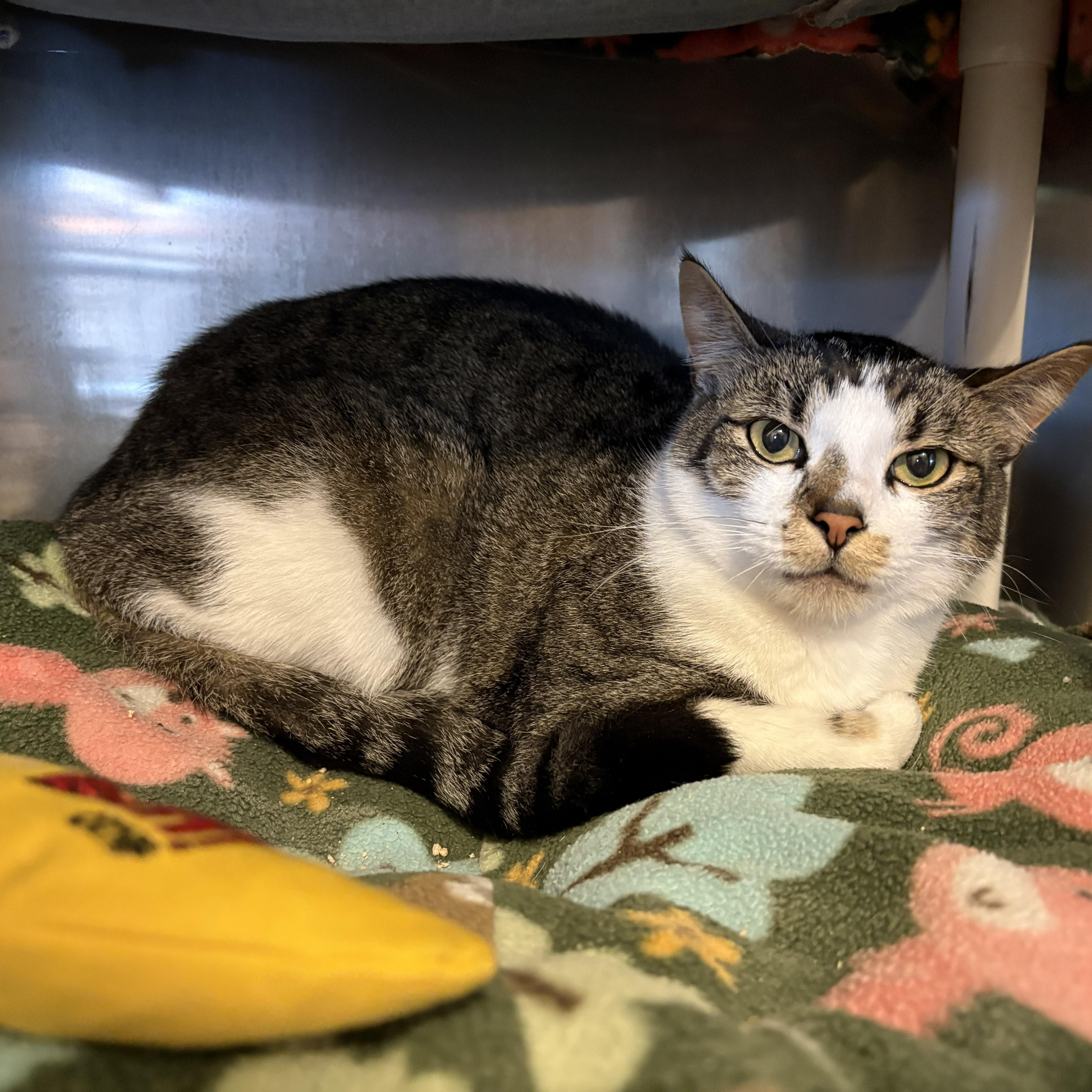 Enlarge RHODES, a ADOPTABLE Domestic Short Hair in Sequim, WA image 6/6