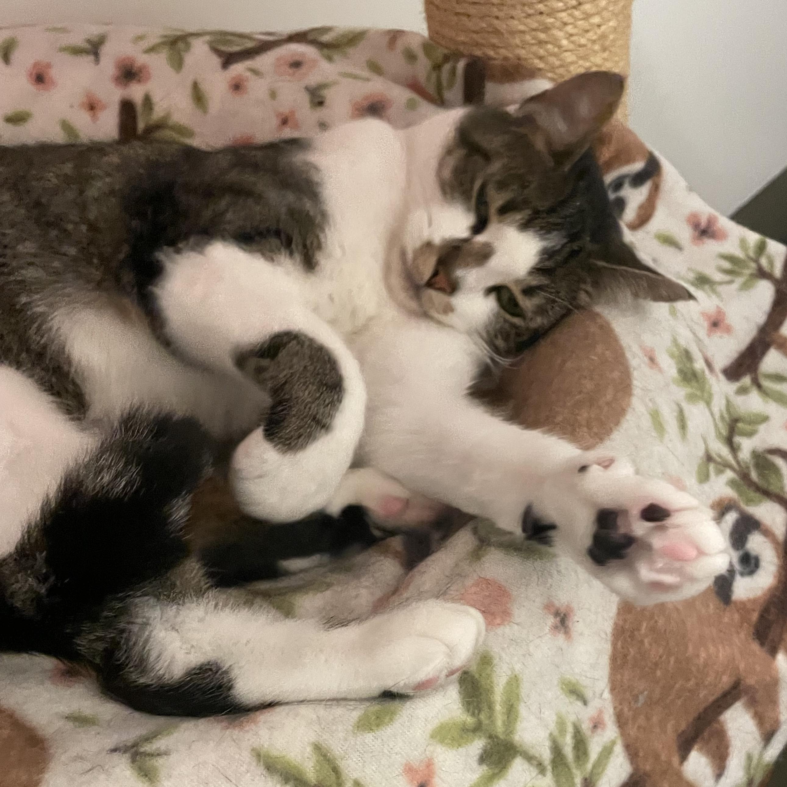 Enlarge RHODES, a ADOPTABLE Domestic Short Hair in Sequim, WA image 4/6