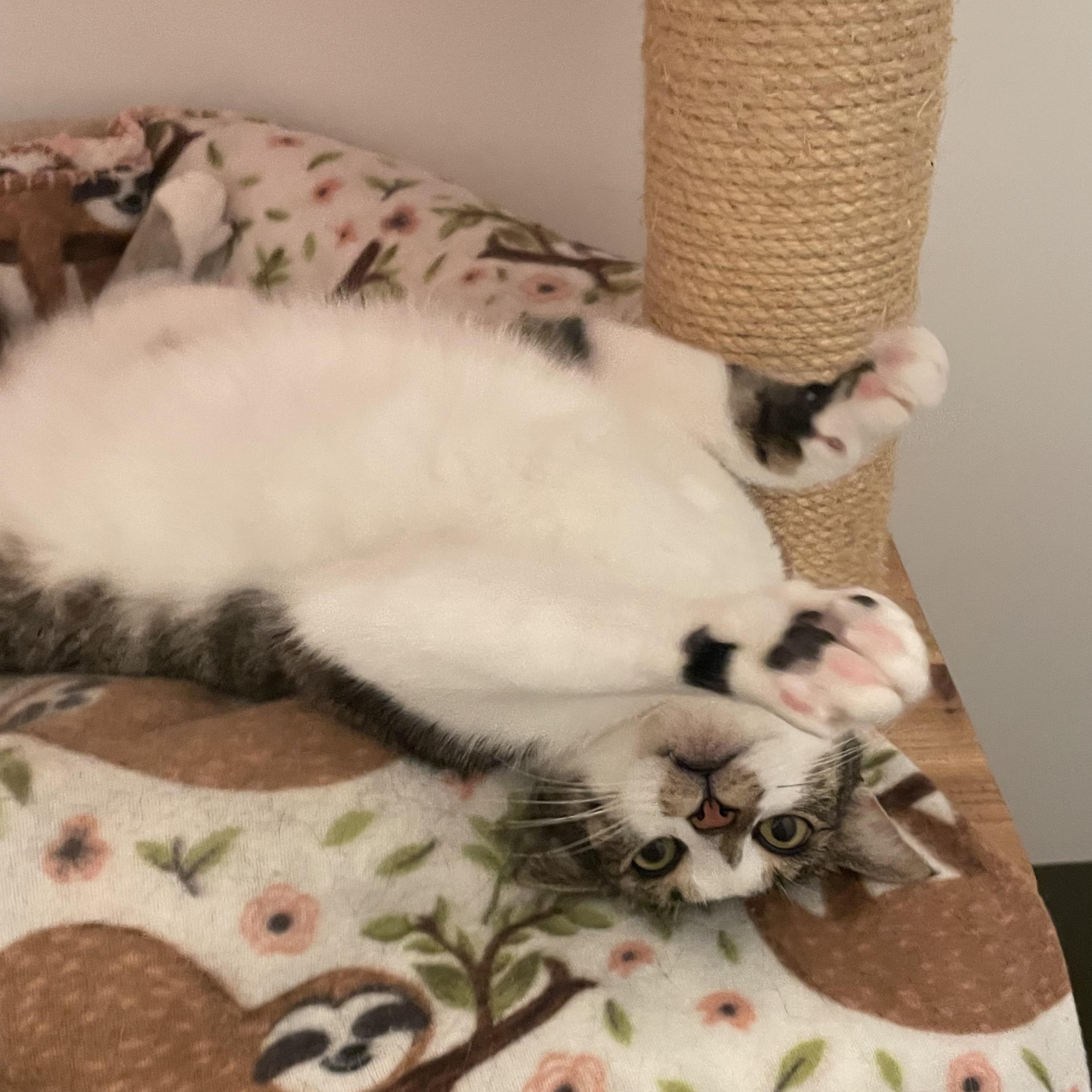 Enlarge RHODES, a ADOPTABLE Domestic Short Hair in Sequim, WA image 5/6