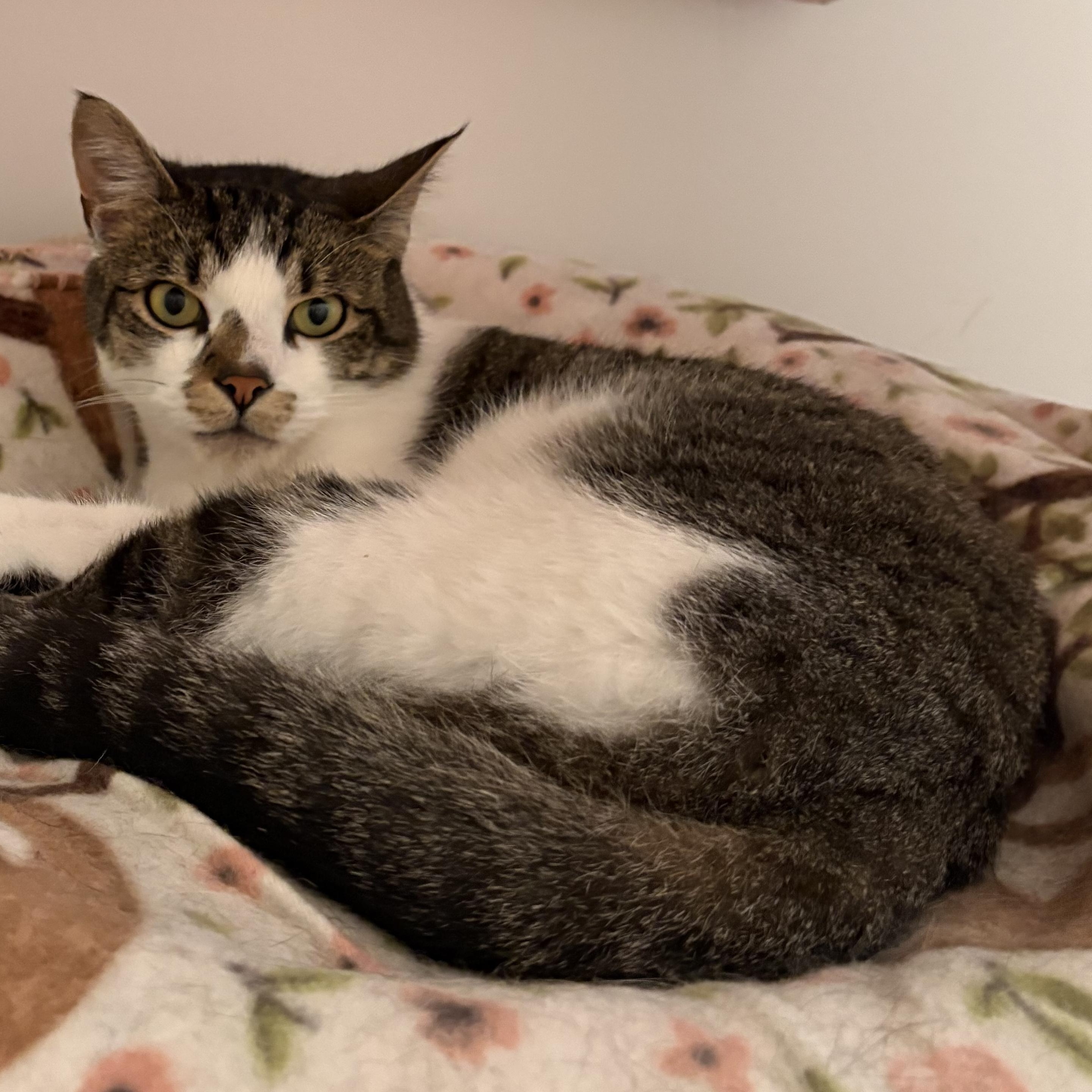 Enlarge RHODES, a ADOPTABLE Domestic Short Hair in Sequim, WA image 2/6