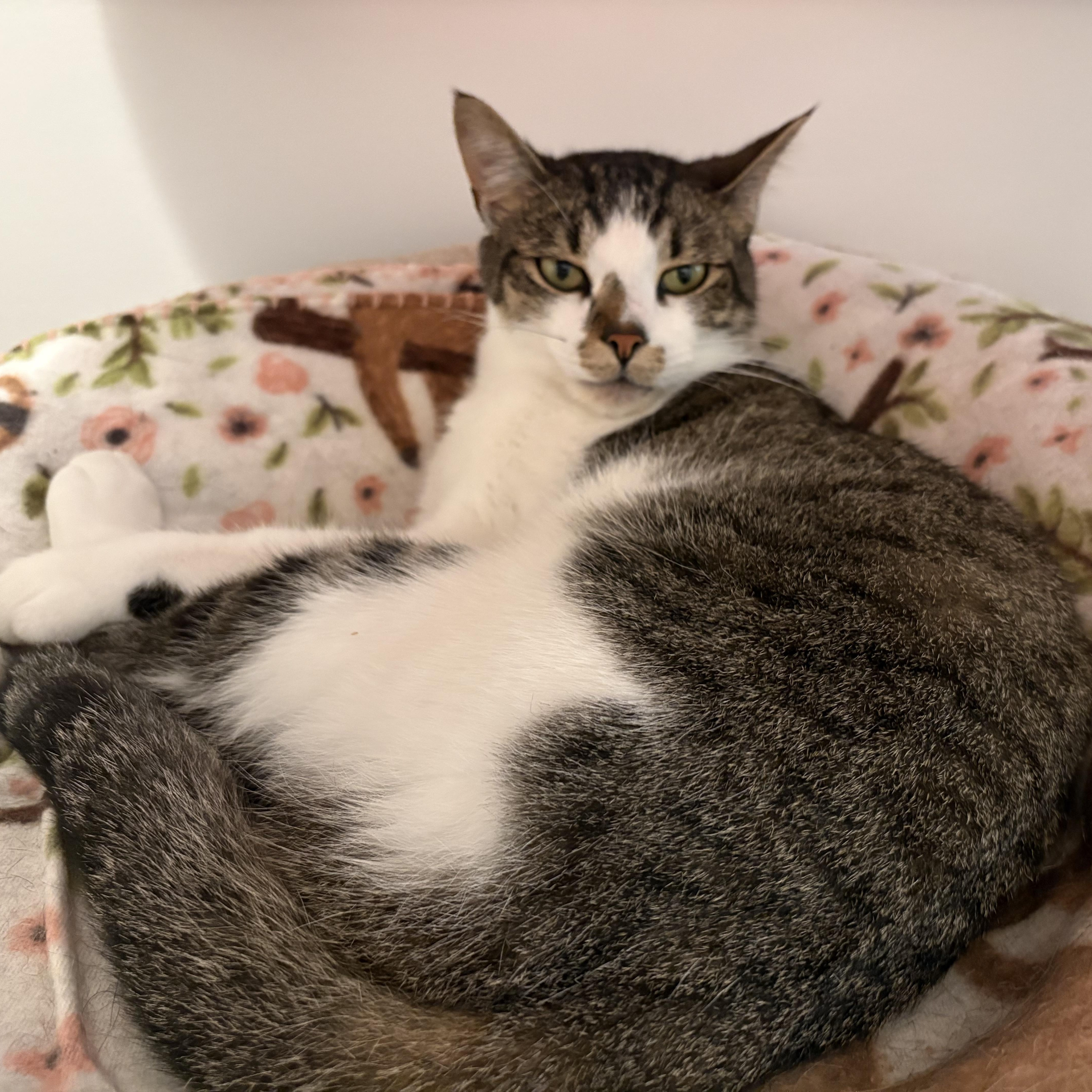 Enlarge RHODES, a ADOPTABLE Domestic Short Hair in Sequim, WA image 3/6