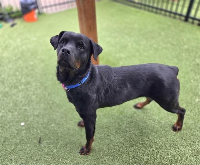 Enlarge ROSIE, a Adoptable Rottweiler in Saint Louis, MO image 1/1