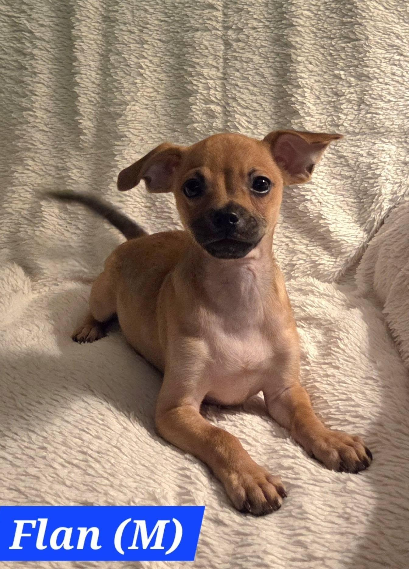 Flan, ADOPTABLE, Puppy Male Chiweenie & Terrier.