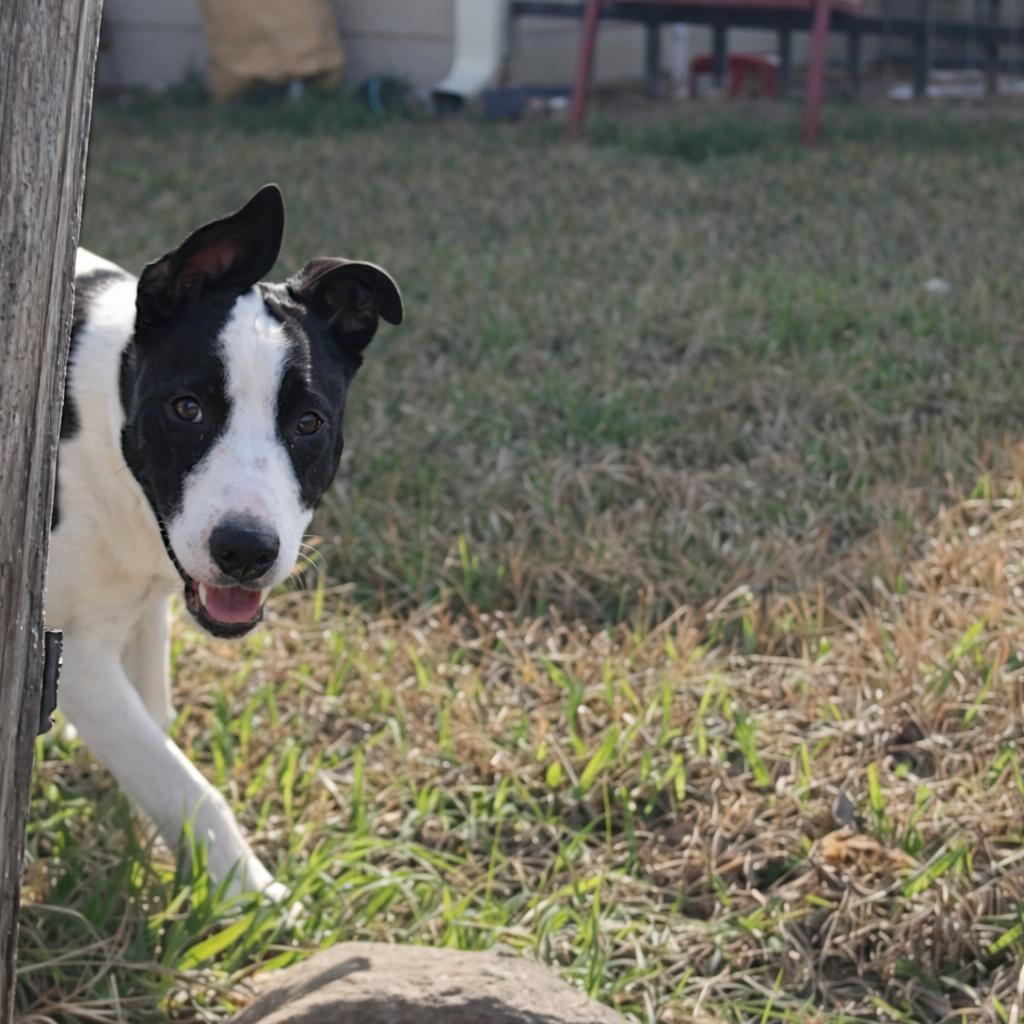 Kane — thumbnail 5