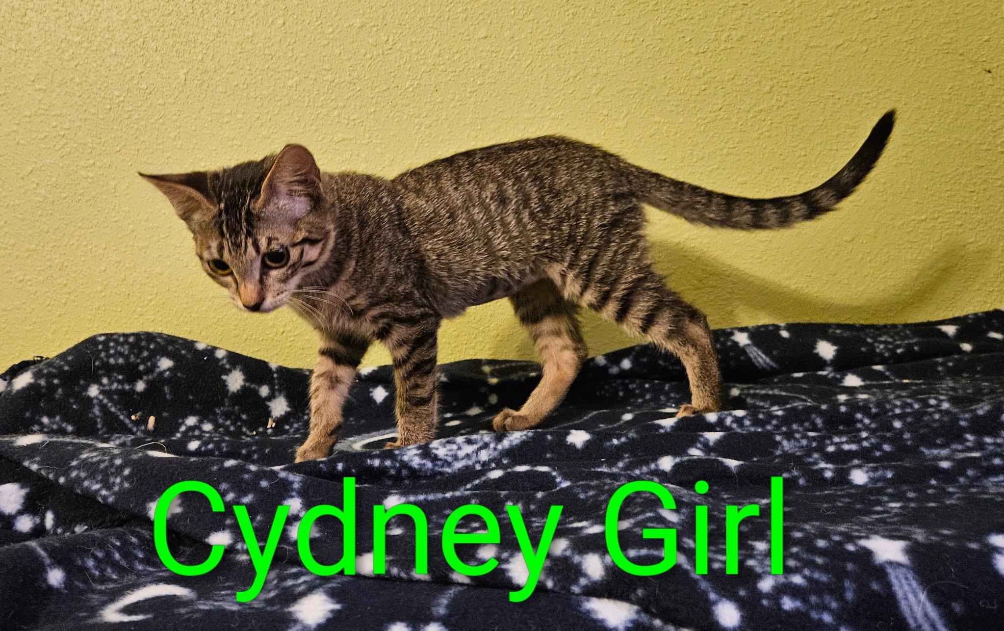 Cydney Girl - North Conroe Petsmart, Adoptable, Kitten Female Tabby & Domestic Short Hair.