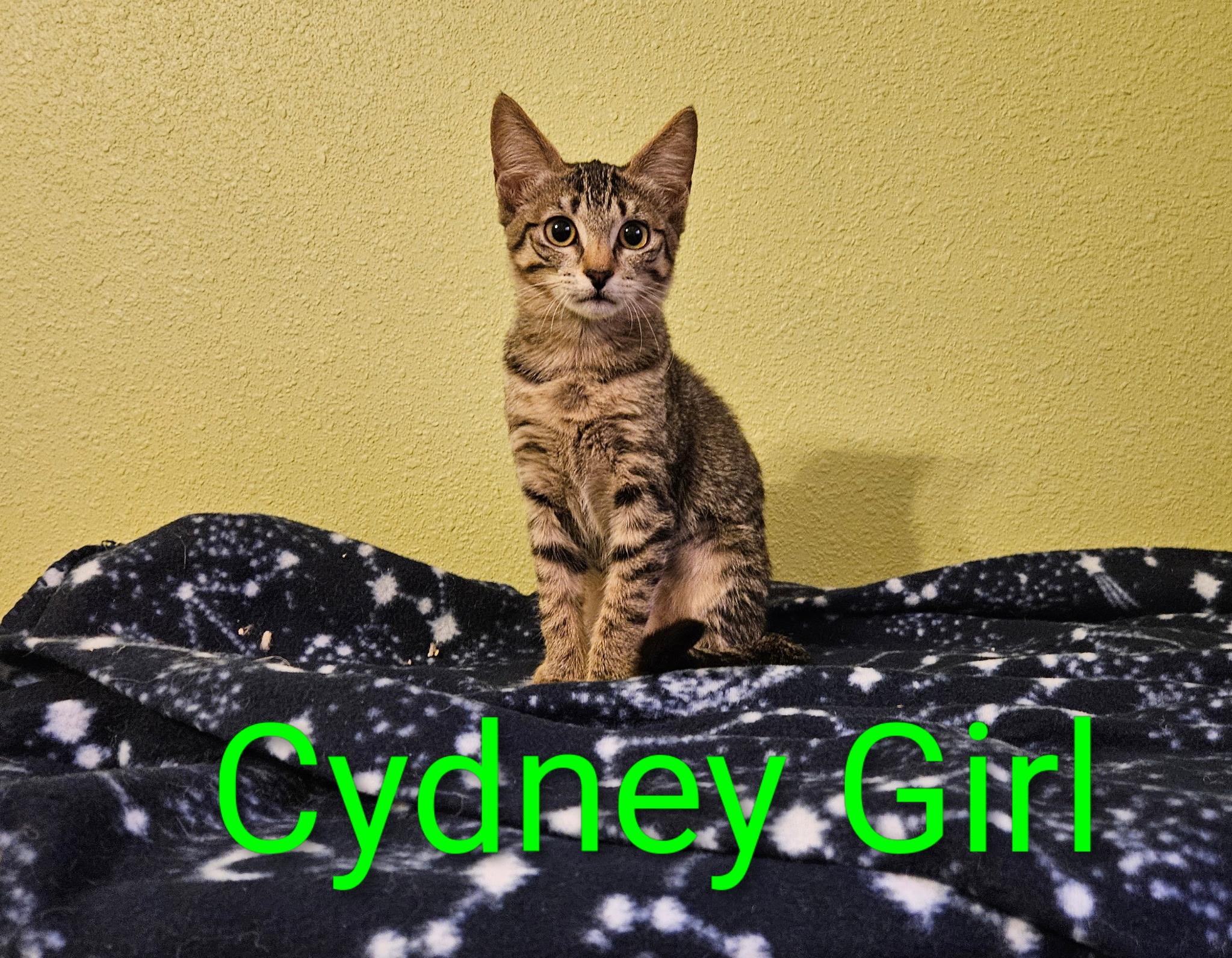 Enlarge Cydney Girl - North Conroe Petsmart, a Adoptable mixed breed in Conroe, TX image 2/2