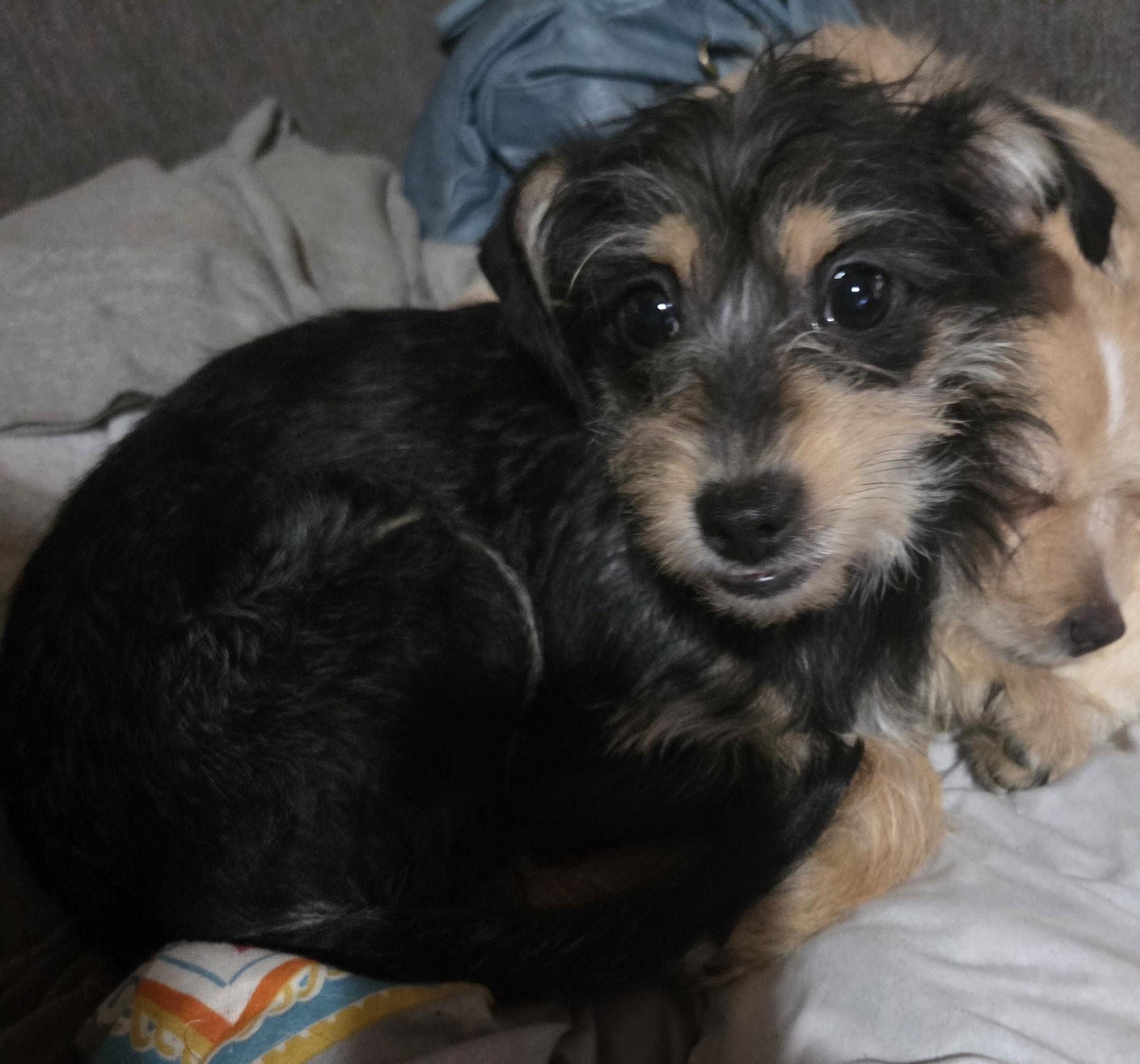 Juno, ADOPTABLE, Young Female Yorkshire Terrier.