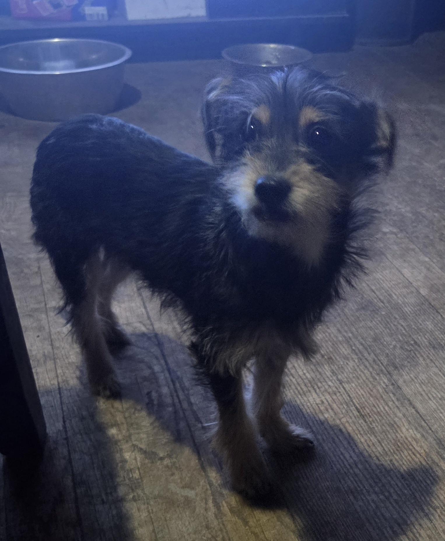 Enlarge Juno, a ADOPTABLE mixed breed in Grand Rapids, MI image 2/2