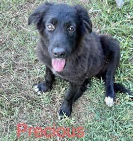 Precious 1