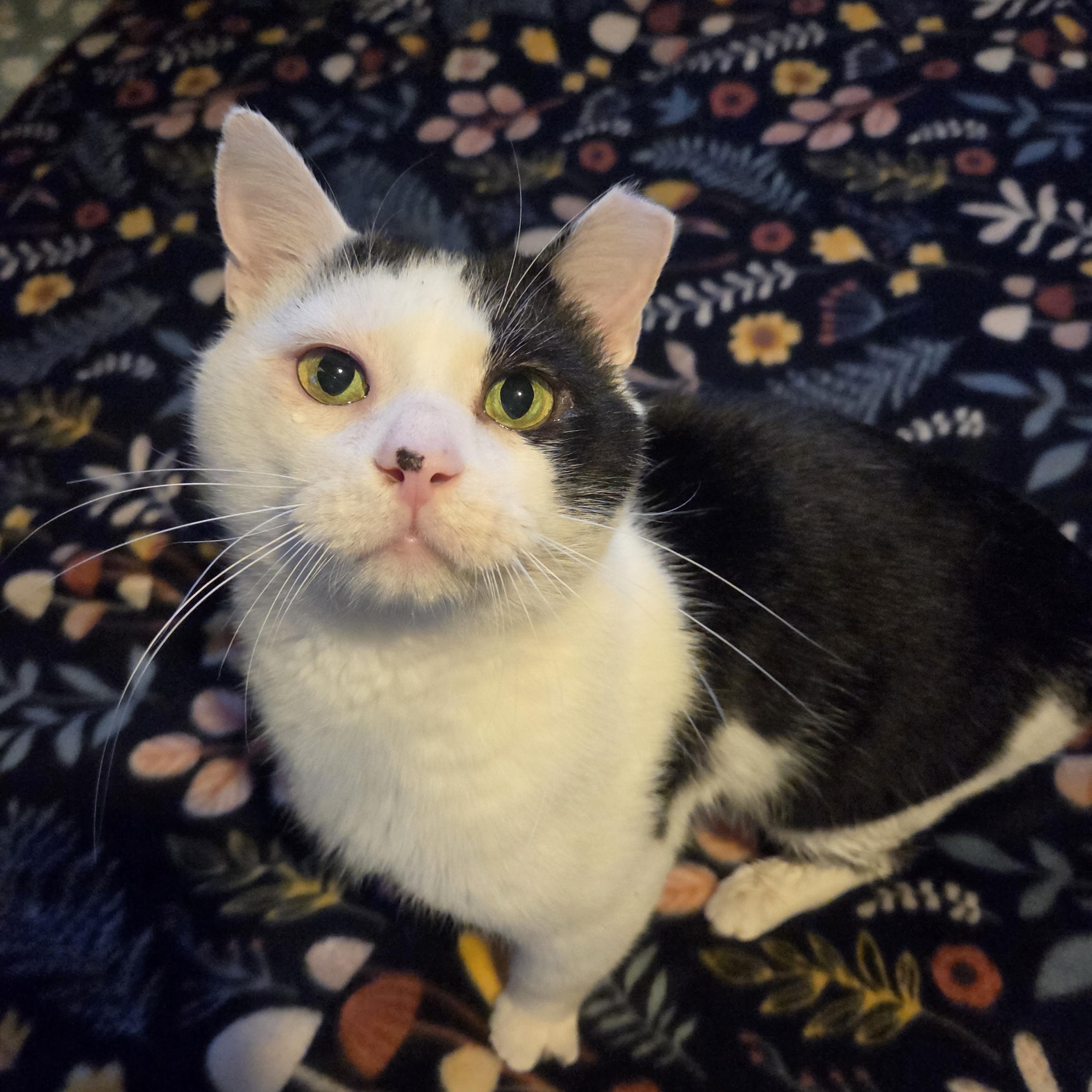 Poe photo