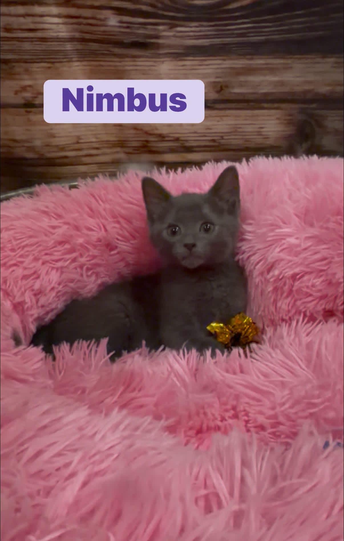 Enlarge Nimbus, a Adoptable mixed breed in Crown Point, IN image 1/1