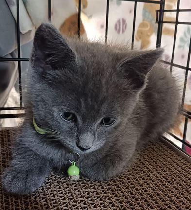Grayson, Adoptable, Kitten Male Domestic Short Hair.