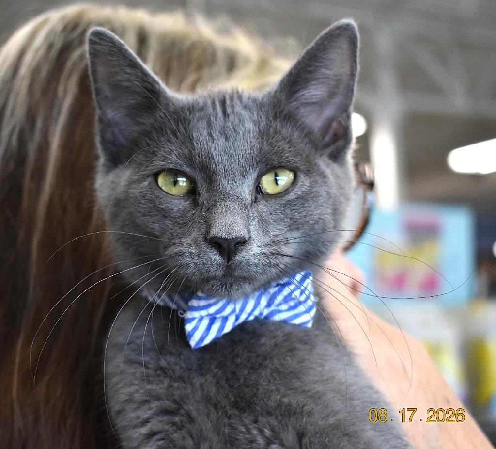 Grayson, Adoptable, Kitten Male Domestic Short Hair.