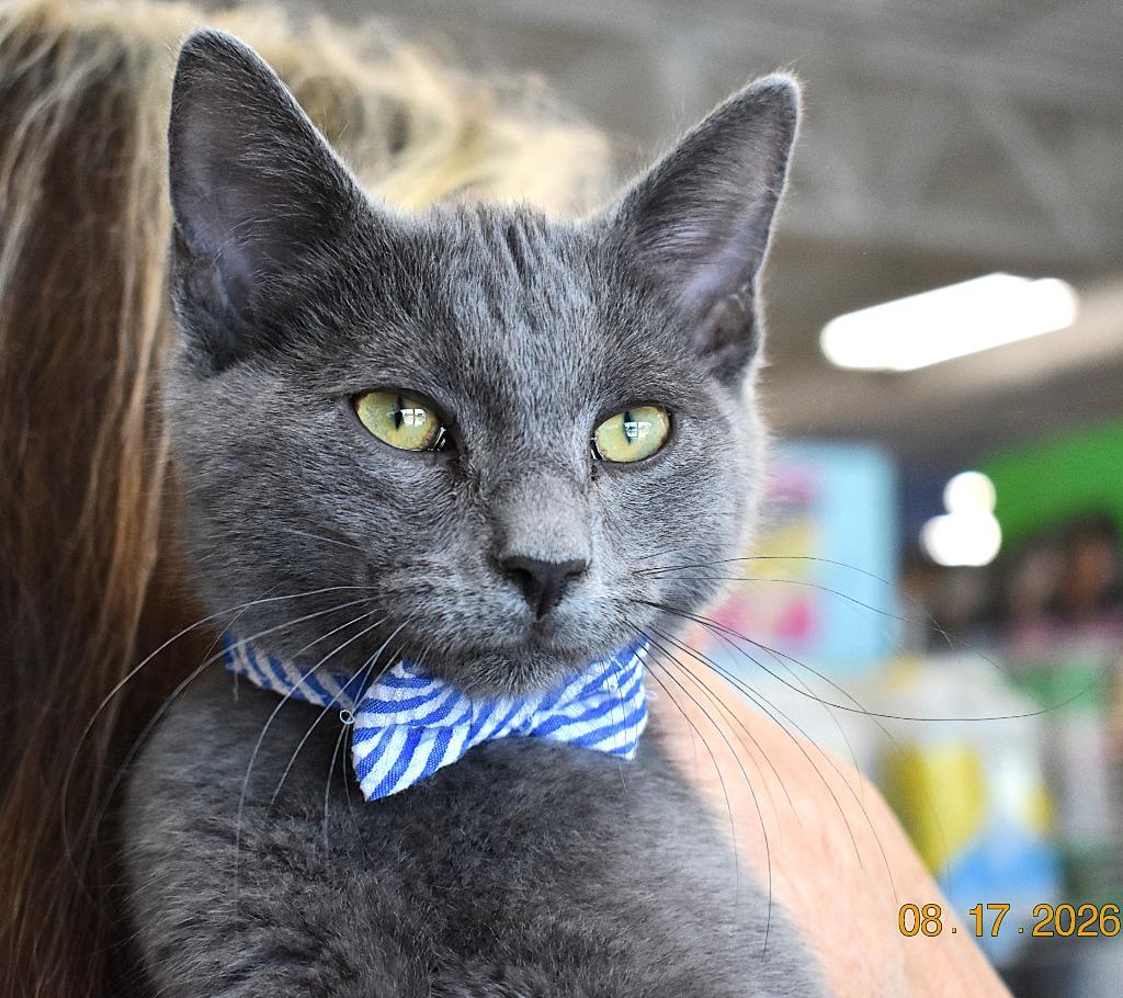 Grayson, a Adoptable mixed breed in Fort Oglethorpe, GA image 2/3