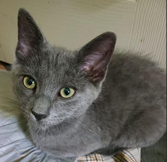 Grayson, a Adoptable mixed breed in Fort Oglethorpe, GA image 3/3
