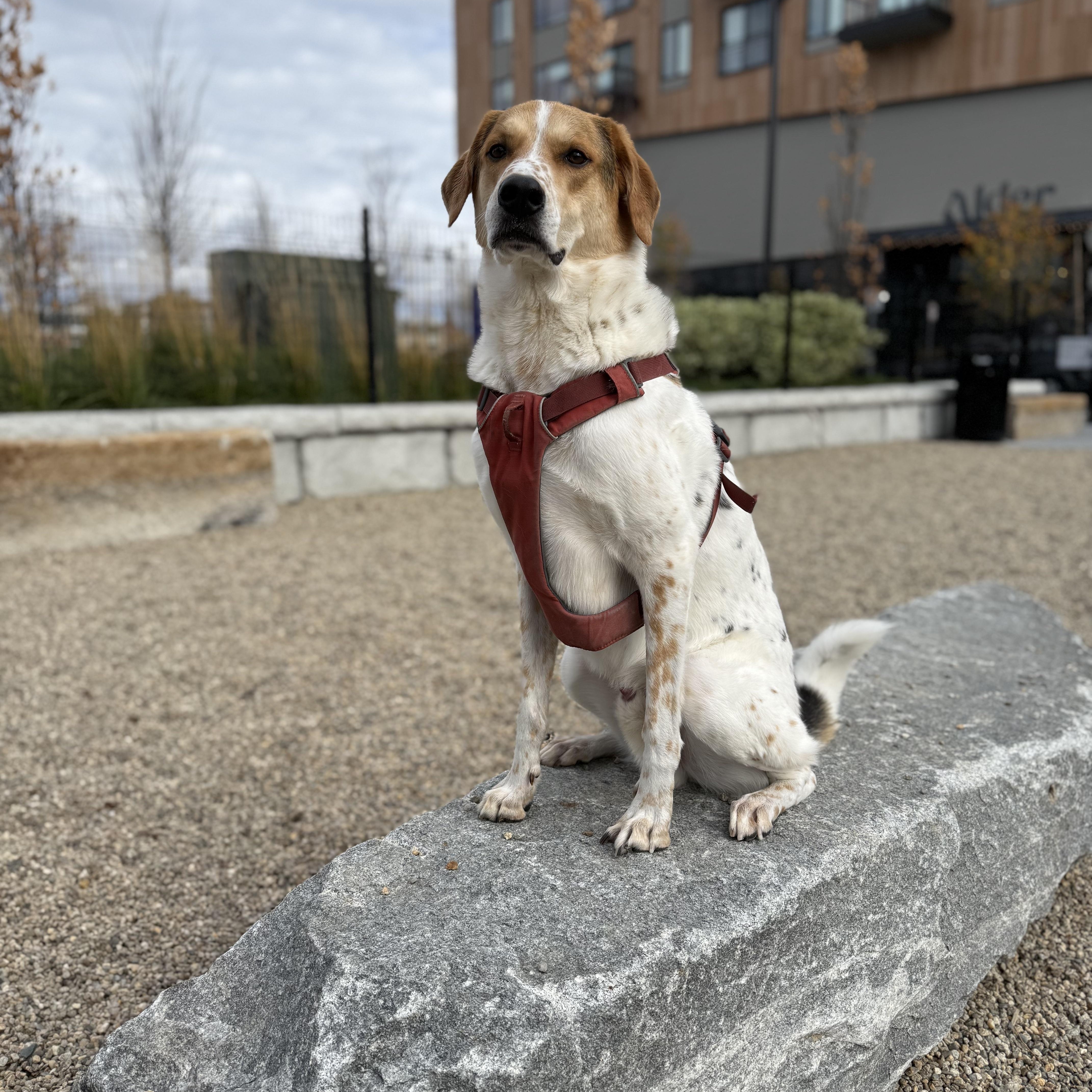 Enlarge Finn- Courtesy Post, a ADOPTABLE mixed breed in Medfield, MA image 1/3