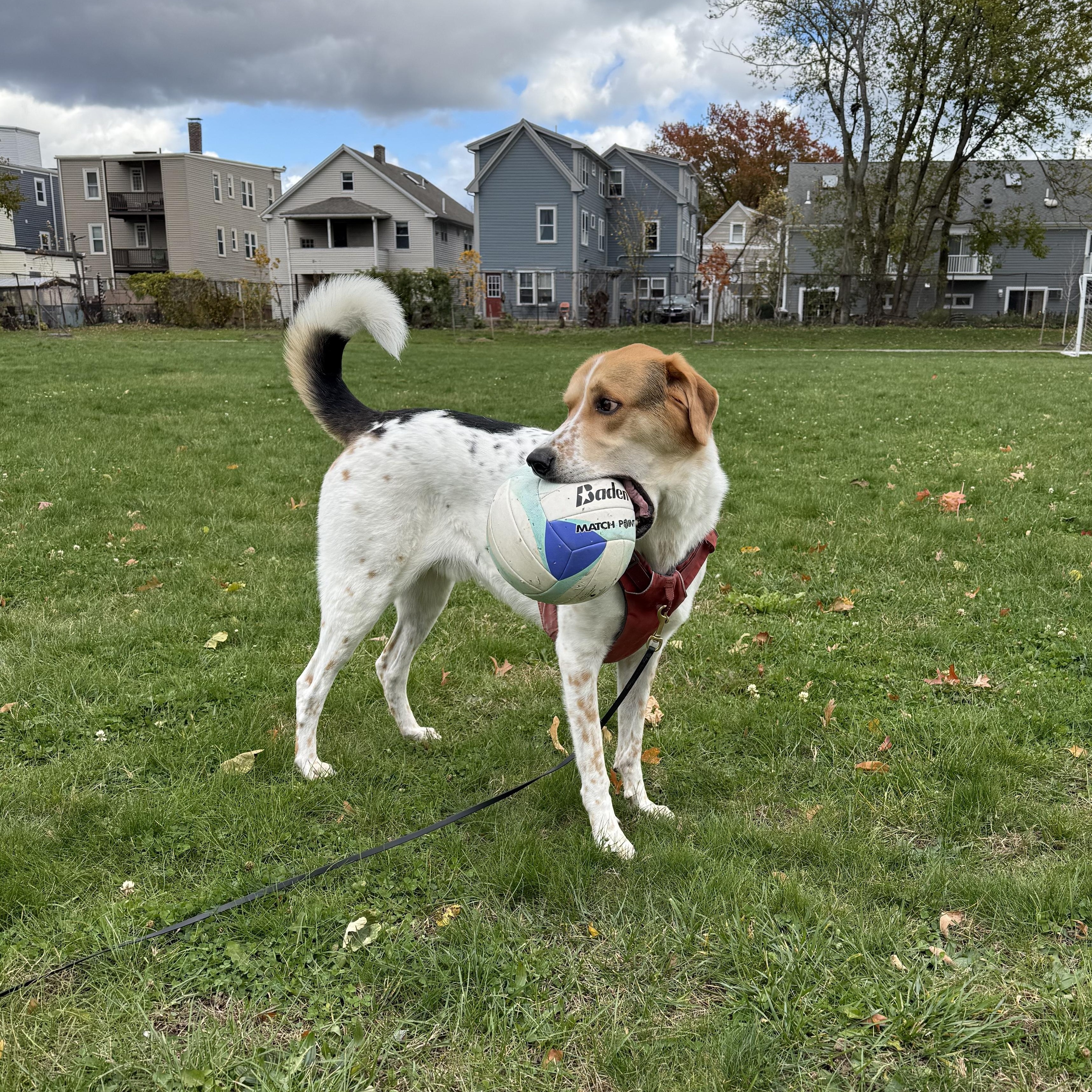 Enlarge Finn- Courtesy Post, a ADOPTABLE mixed breed in Medfield, MA image 3/3