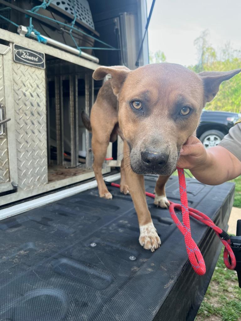 Enlarge Walnut, a Adoptable mixed breed in Mineral, VA image 1/1