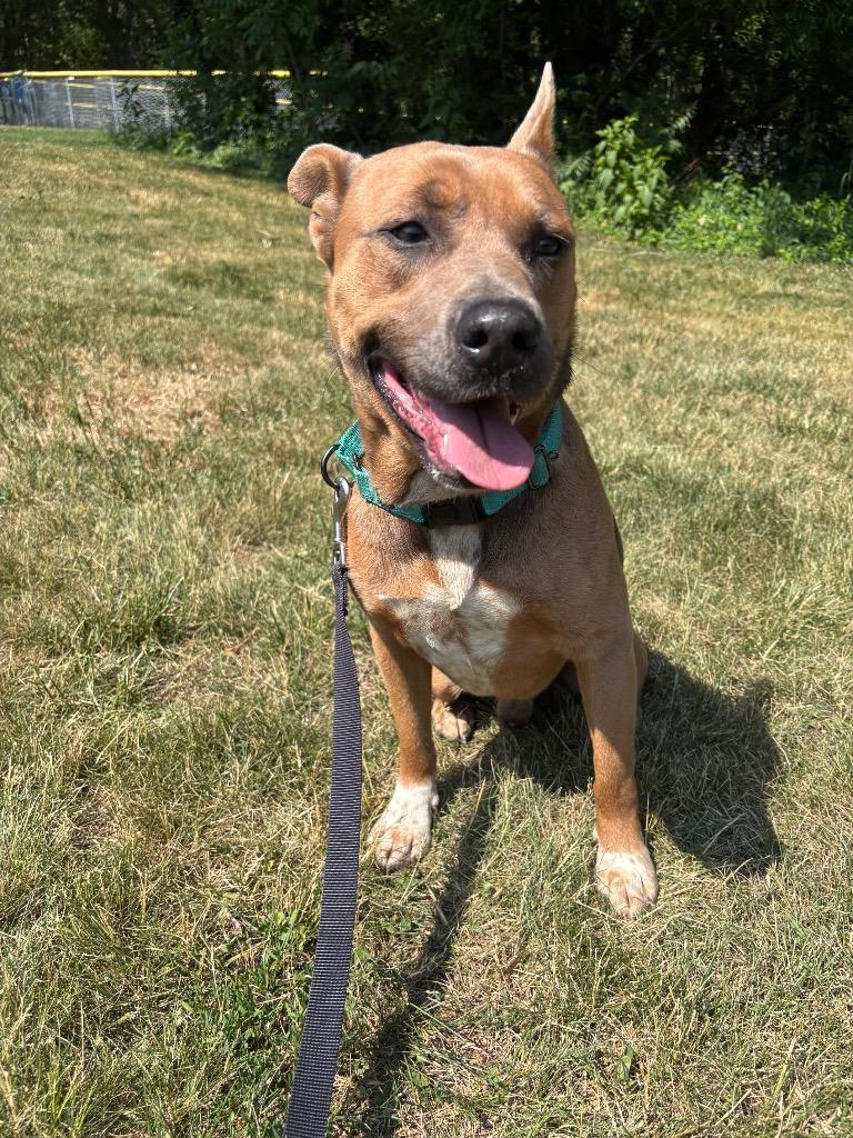 Walnut, a Adoptable mixed breed in Mineral, VA image 2/5