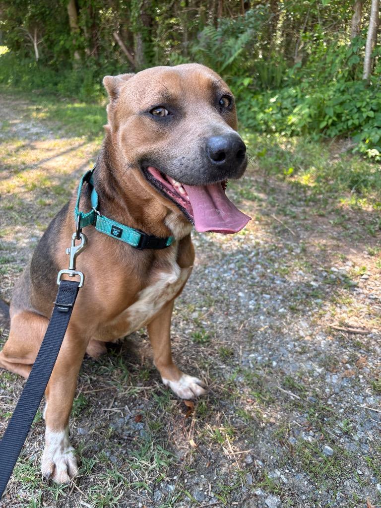 Walnut, a Adoptable mixed breed in Mineral, VA image 3/5