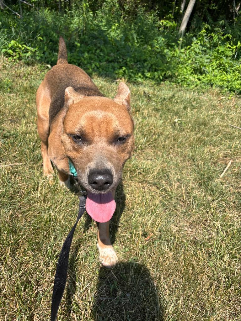 Walnut, a Adoptable mixed breed in Mineral, VA image 4/5