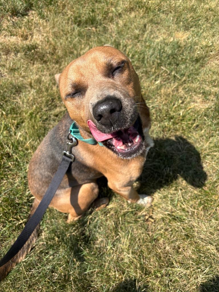 Walnut, a Adoptable mixed breed in Mineral, VA image 5/5