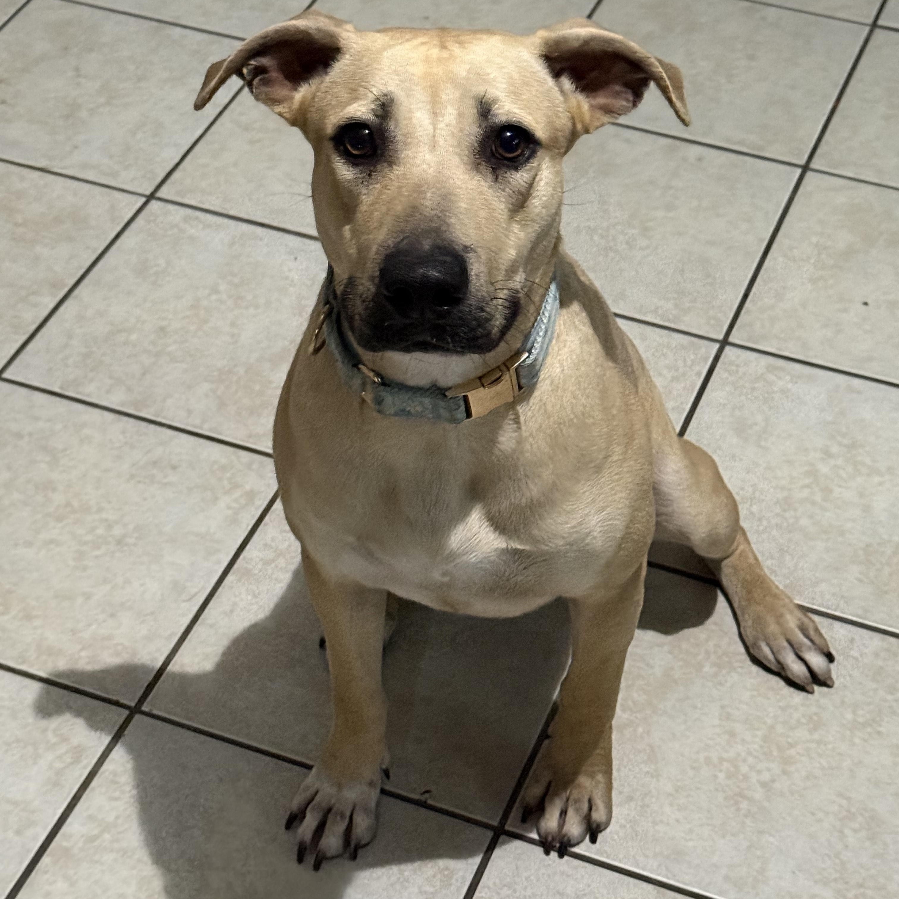 Latte — thumbnail 4