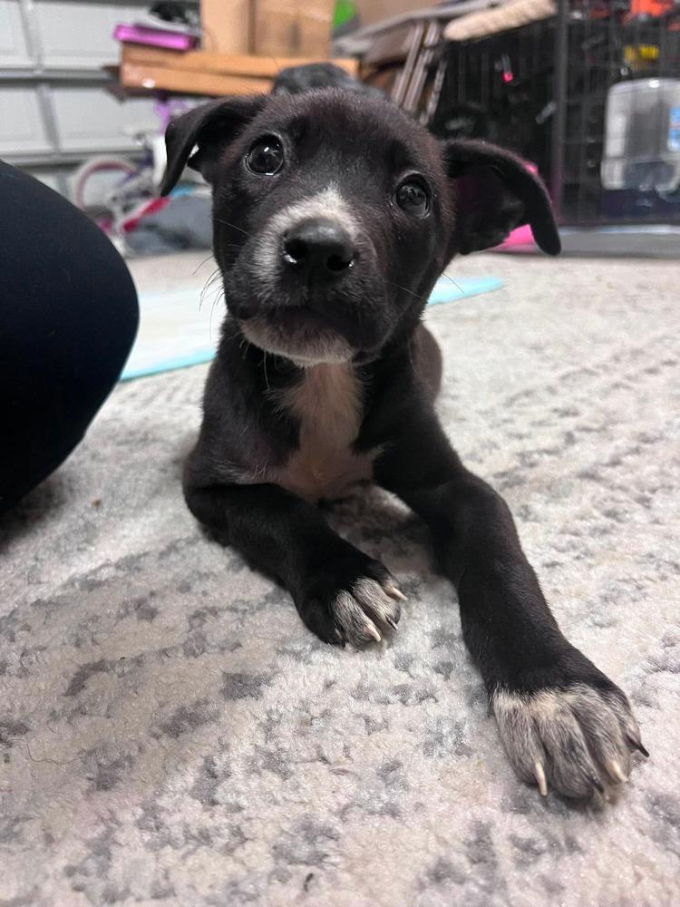 Rose, Adoptable, Puppy Female Mixed Breed.
