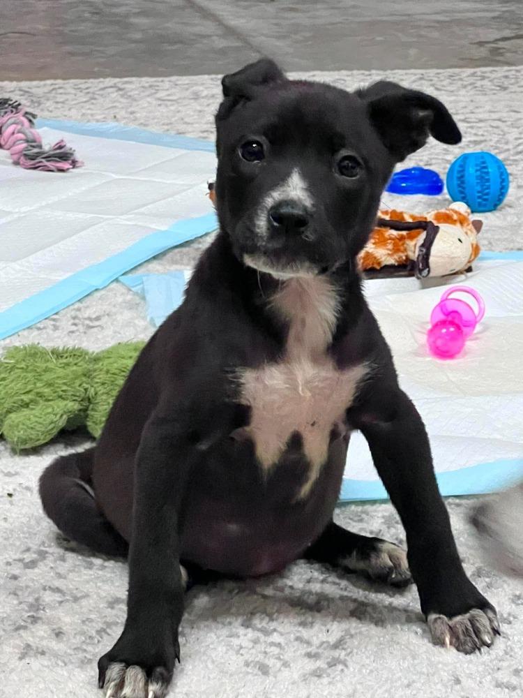 Rose, a Adoptable mixed breed in Wendell, NC image 2/5