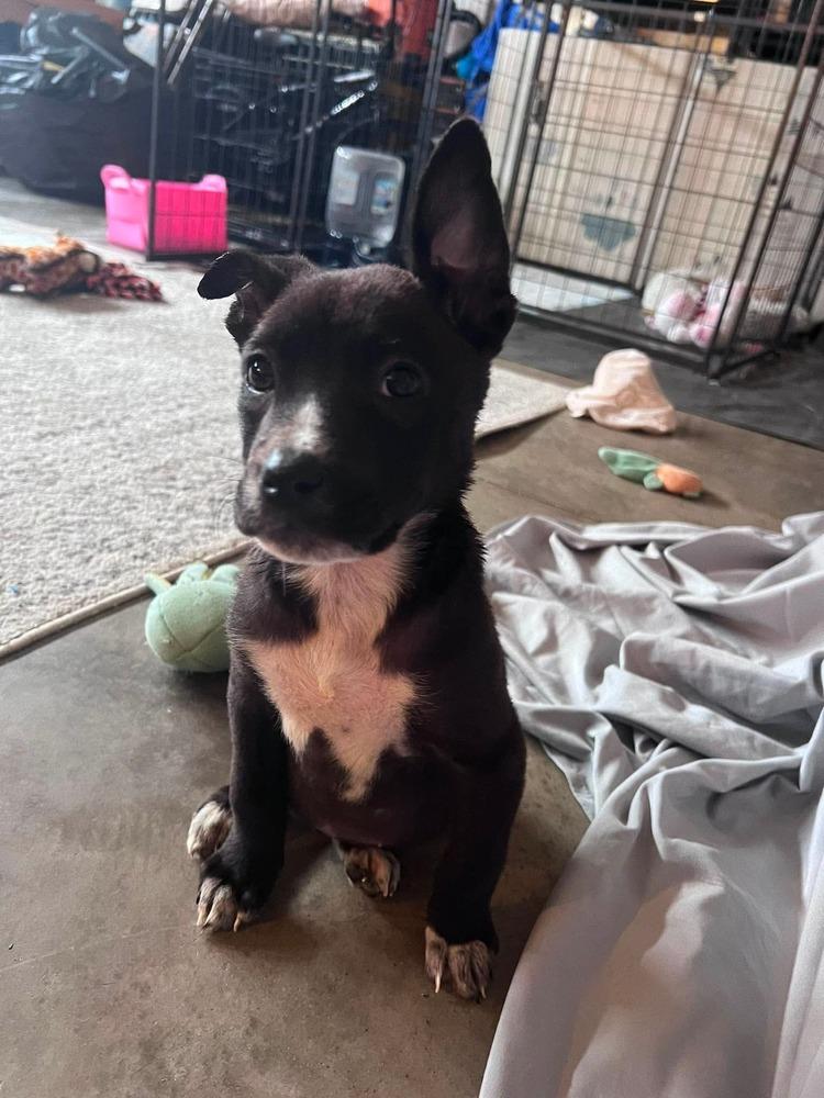 Rose, a Adoptable mixed breed in Wendell, NC image 4/5
