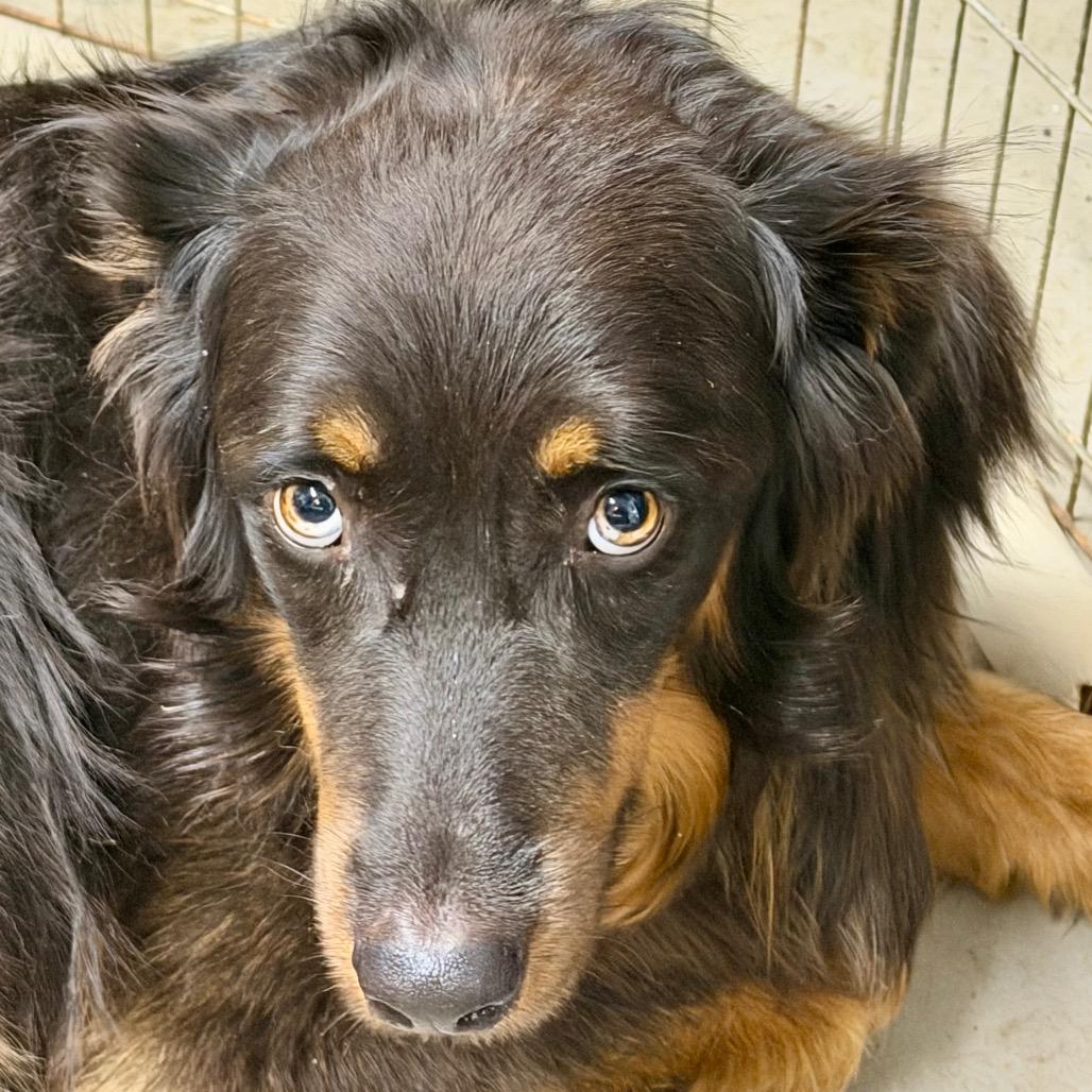 Steve-o, Adoptable, Adult Male Australian Shepherd.