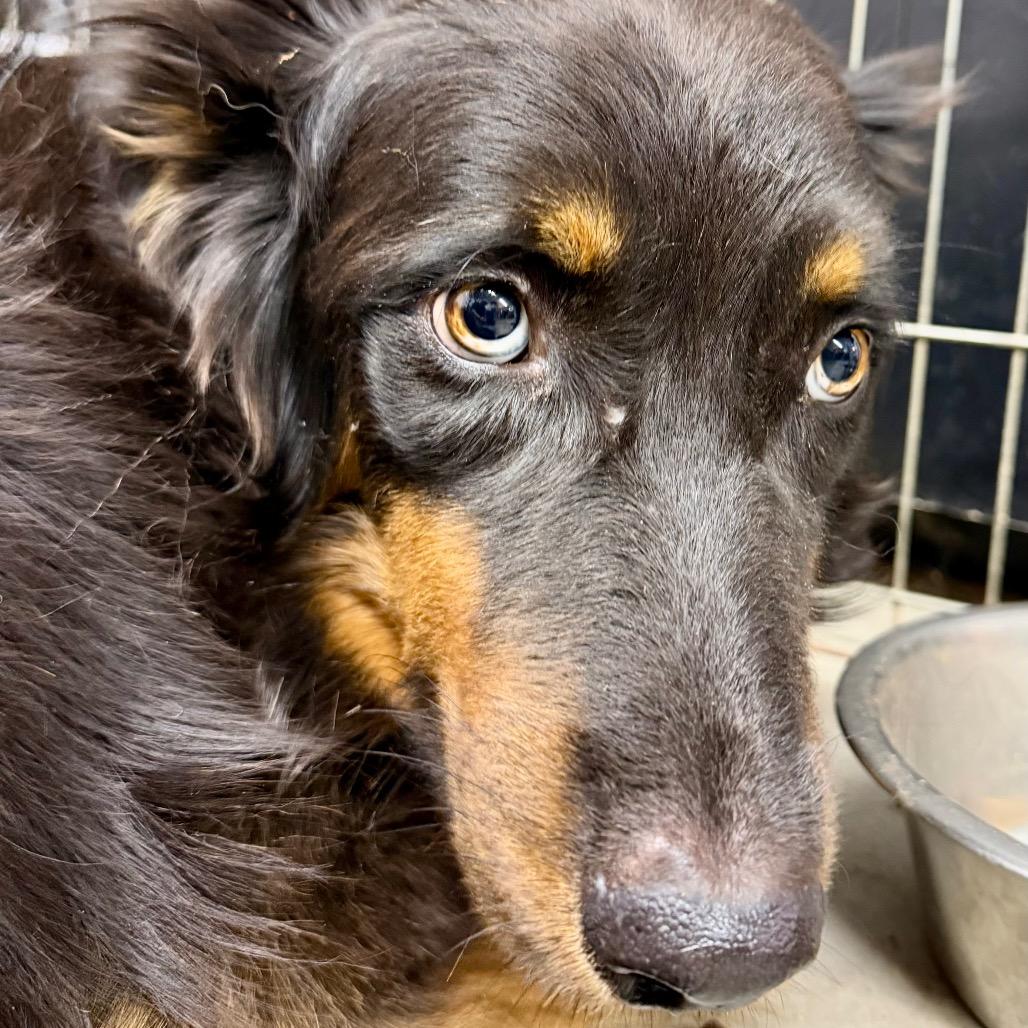 Enlarge Steve-o, a Adoptable Australian Shepherd in Little Rock, AR image 2/6