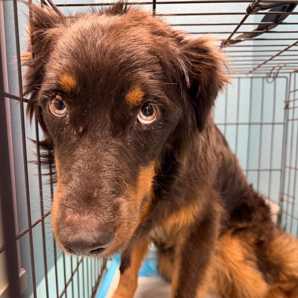 Enlarge Steve-o, a Adoptable Australian Shepherd in Little Rock, AR image 3/6