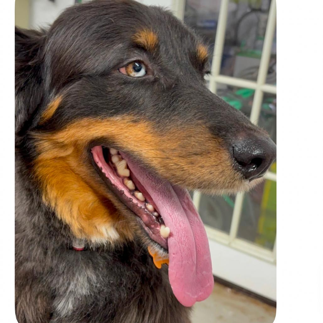 Enlarge Steve-o, a Adoptable Australian Shepherd in Little Rock, AR image 4/6