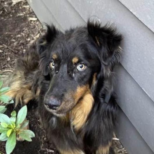 Enlarge Steve-o, a Adoptable Australian Shepherd in Little Rock, AR image 5/6