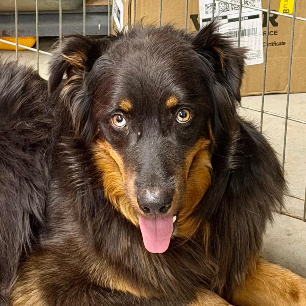 Enlarge Steve-o, a Adoptable Australian Shepherd in Little Rock, AR image 6/6