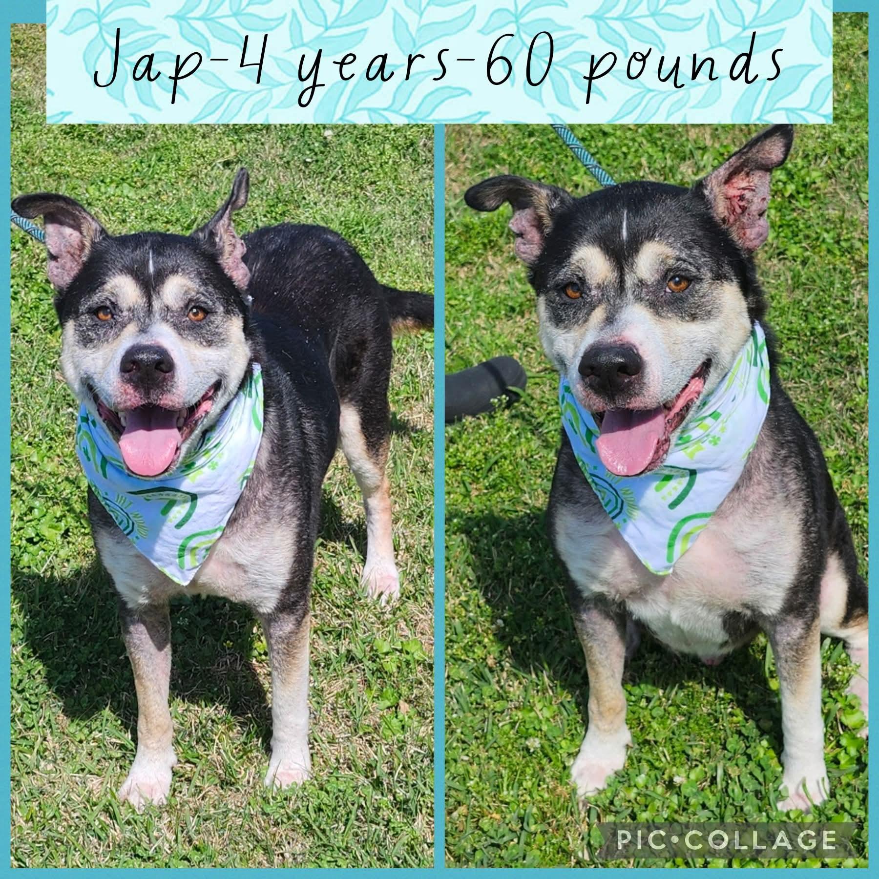 Jap, ADOPTABLE, Adult Male Husky & Shepherd.