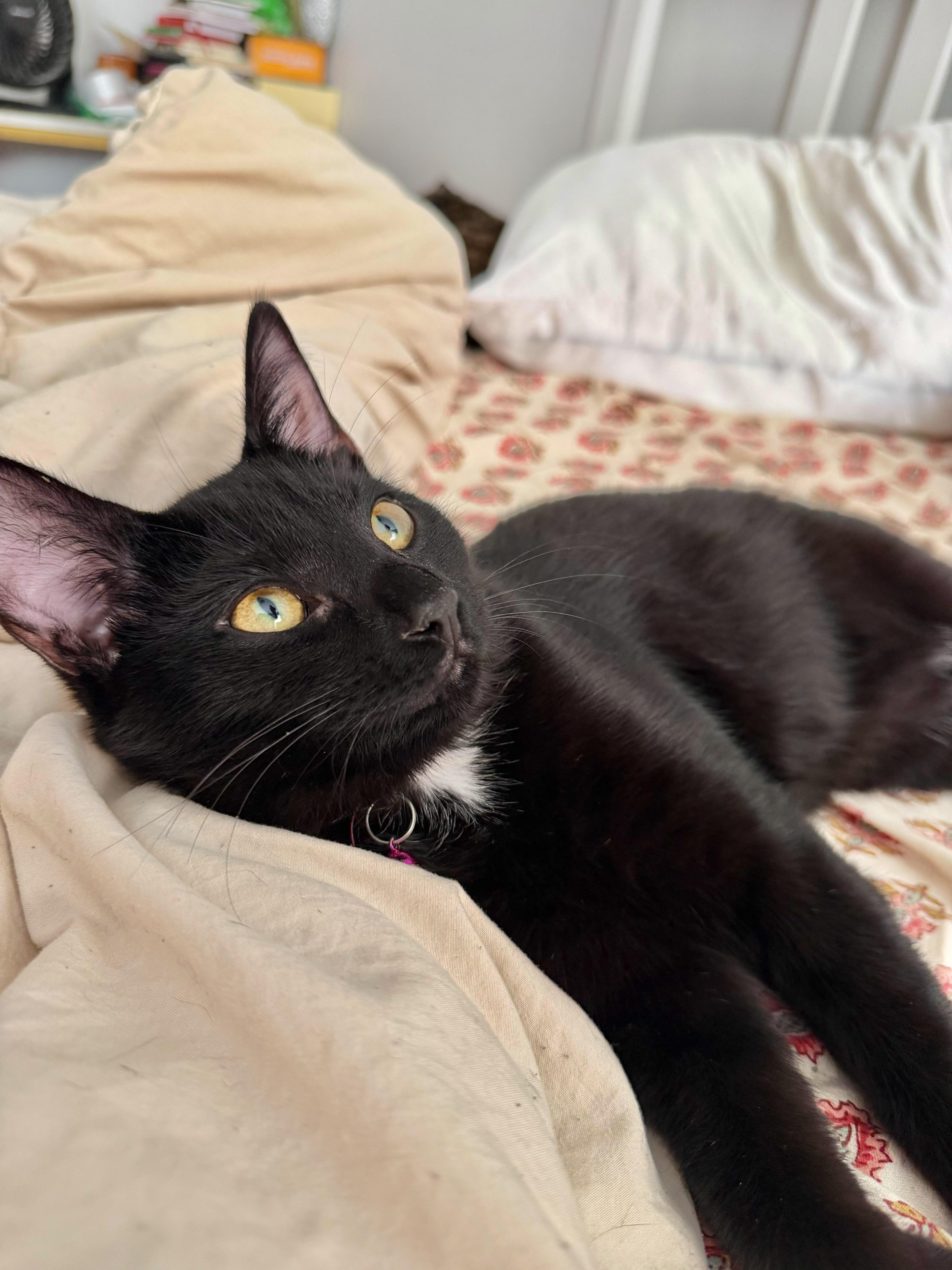 Enlarge Velvet, an adopted Domestic Short Hair in Weehawken, NJ image 4/6