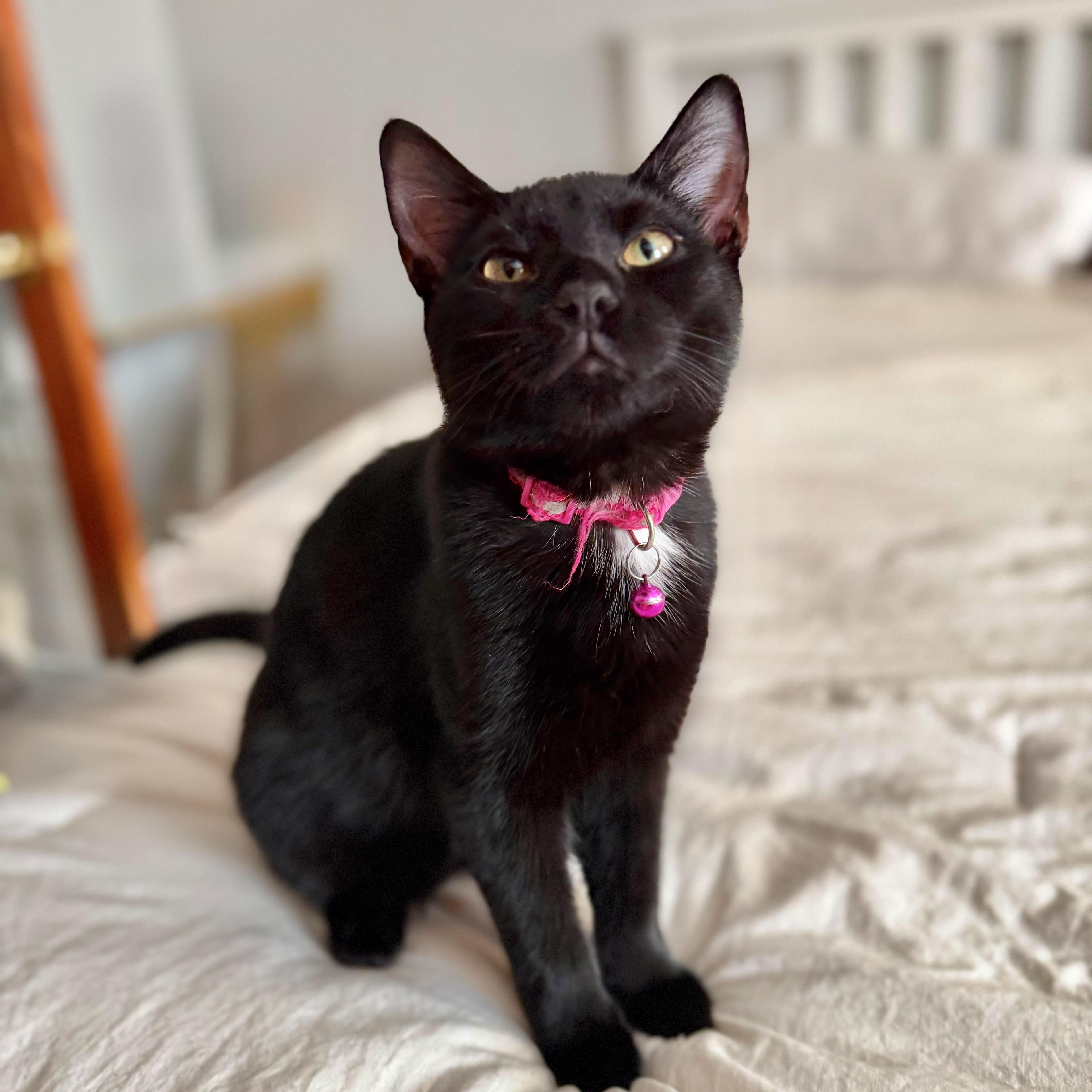 Velvet, adopted, Kitten Female Domestic Short Hair.