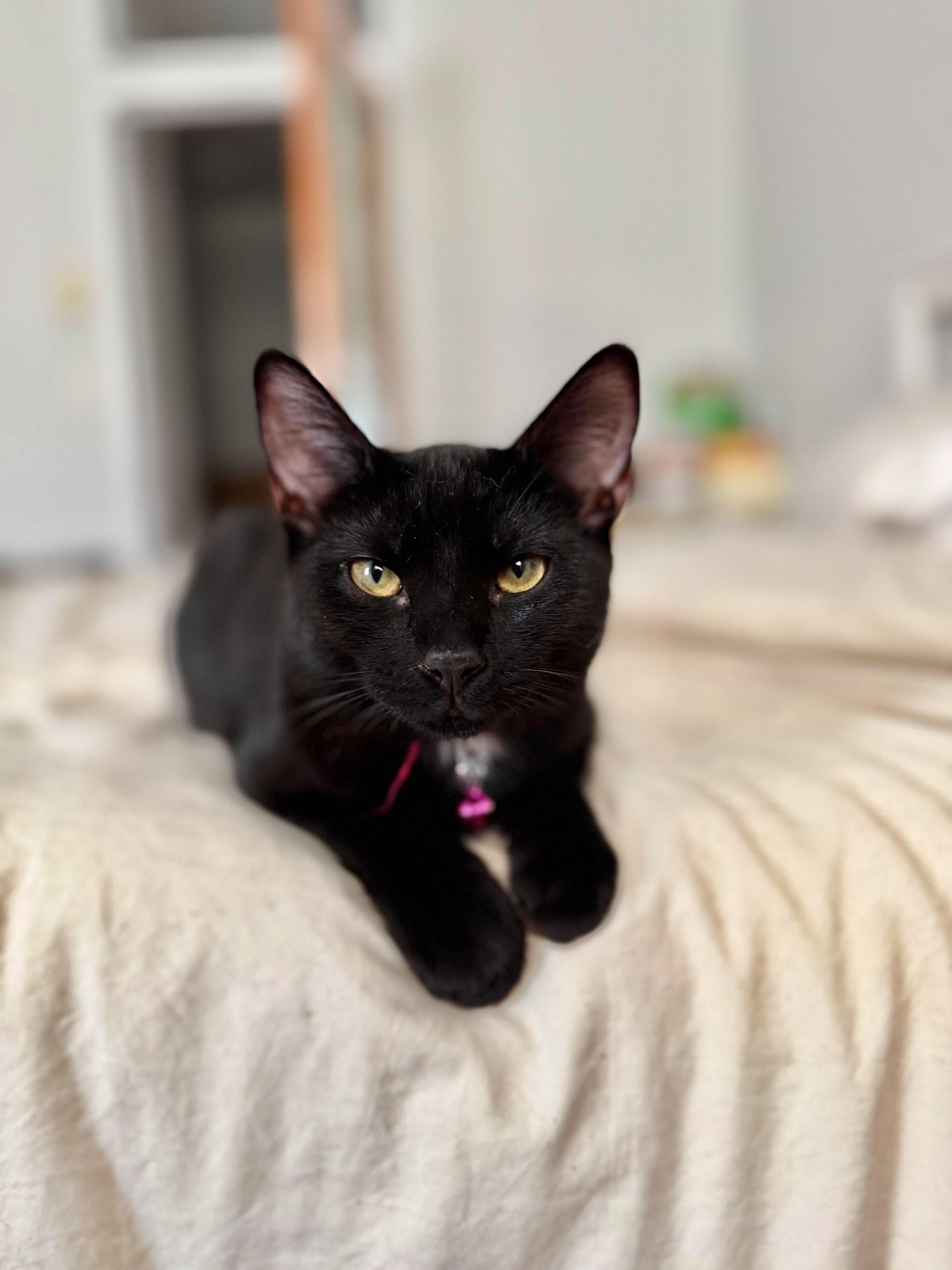 Enlarge Velvet, an adopted Domestic Short Hair in Weehawken, NJ image 3/6